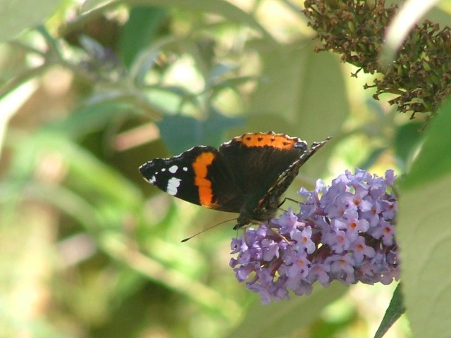 Red Admiral SJ491852 2012 09 22 No 1.JPG