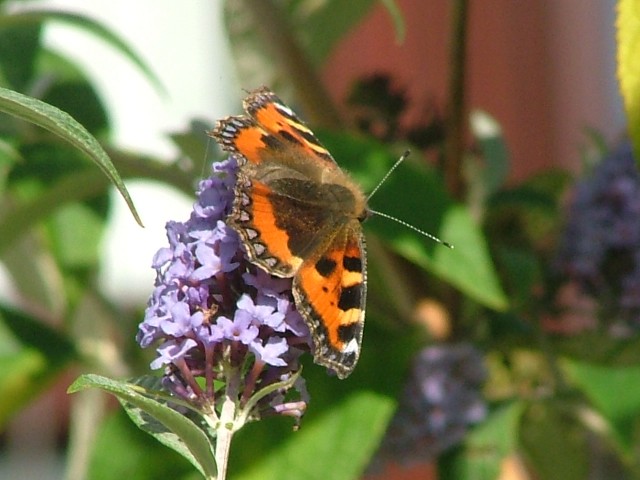 Small Tortoiseshell SJ491852 2012 09 22 No 1.JPG