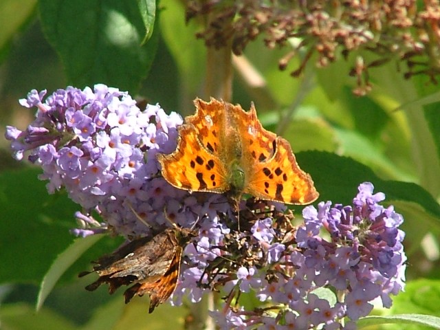 Comma Pair SJ491852 2012 09 22 No 3.JPG