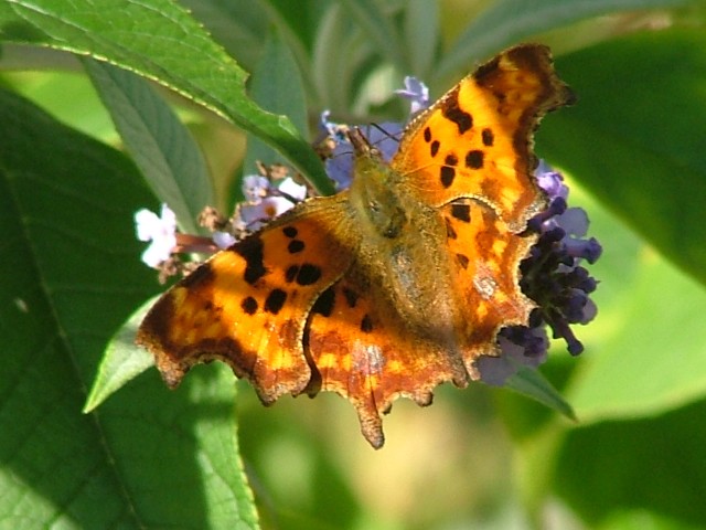 Stoplight Comma SJ491852 2012 09 22 No 25.JPG