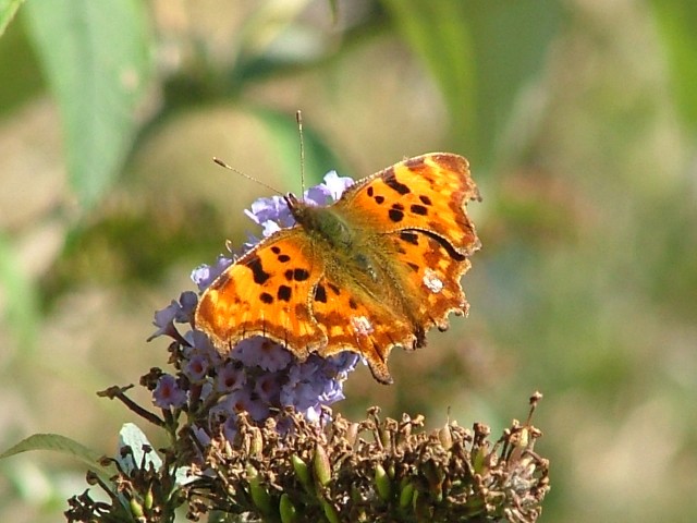 Stoplight Comma SJ491852 2012 09 22 No 3.JPG