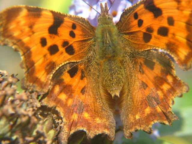 Stoplight Comma SJ491852 2012 09 22 No 66.JPG