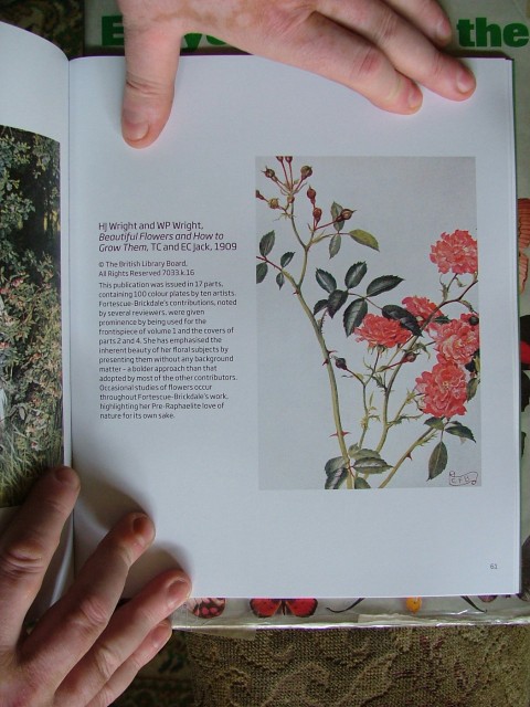 Lady Gay Rose 1909 Resampled.jpg