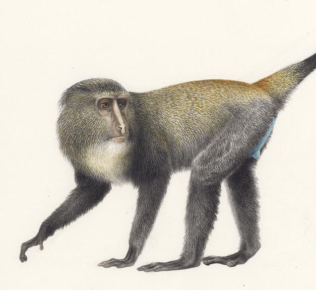 Cercopithecus_lomamiensis-l+.JPG