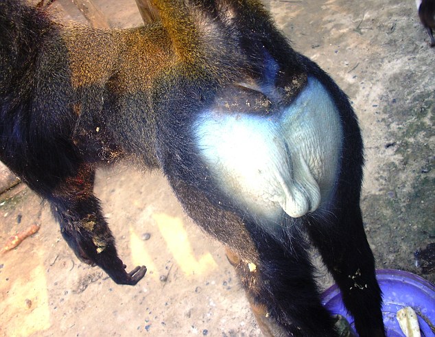 blue-butt-monkey_butt.jpg