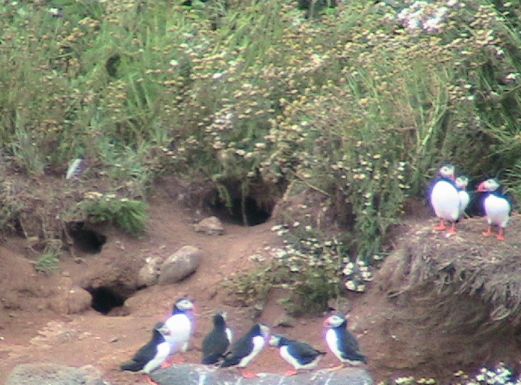 puffin in hioles 3.jpg