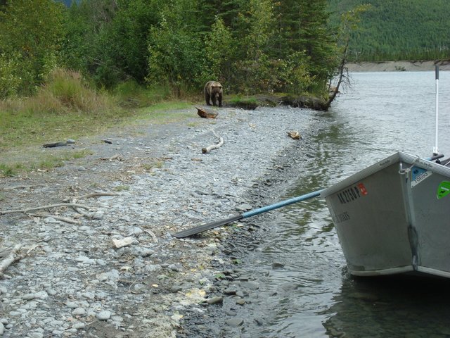 trout-fishing-kenai-river5-large.jpg