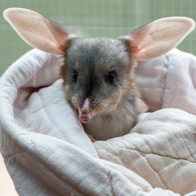 bilby.jpeg