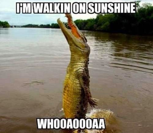 happy-alligator.jpg
