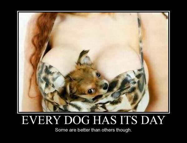 puppies and tits.jpg