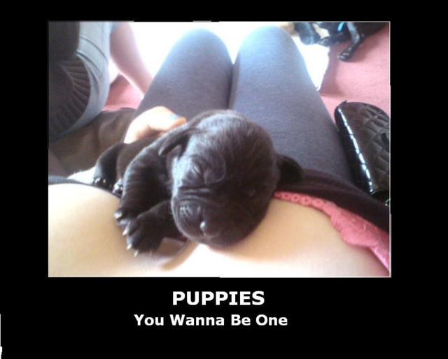 puppies and tits2.png