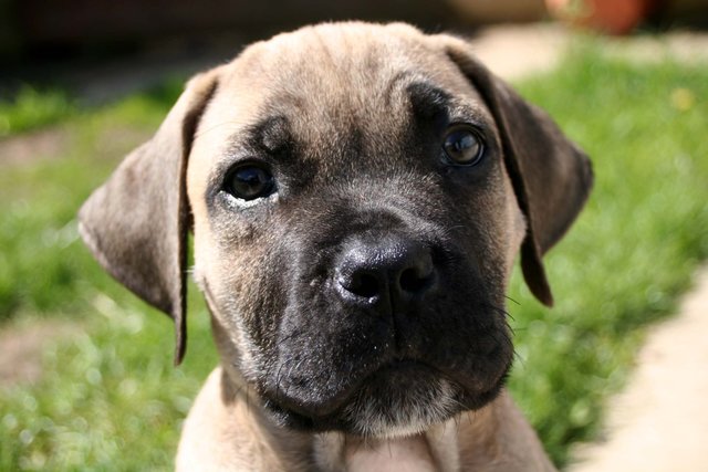 boerboelpuppy.jpg