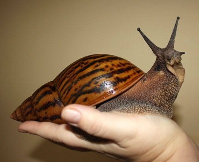 land snail.jpg