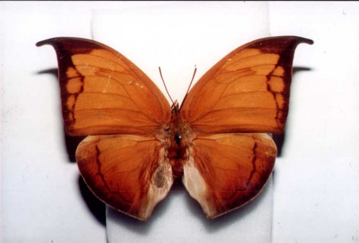 Coenophlebia archidona Upperside Resampled.jpg
