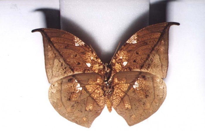 Coenophlebia archidona Underside.jpg