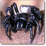 sydney_funnel_web_spider2.jpg