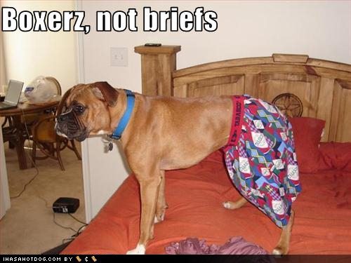 funny-dog-pictures-a-boxer-wears-boxers.jpg
